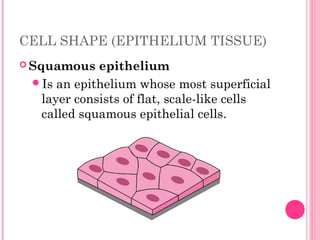 CELL SHAPE (EPITHELIUM TISSUE)
 Squamous epithelium
Is an epithelium whose most superficial
layer consists of flat, scale-like cells
called squamous epithelial cells.
 