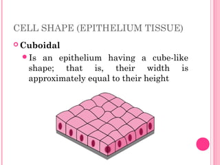 CELL SHAPE (EPITHELIUM TISSUE)
 Cuboidal
Is an epithelium having a cube-like
shape; that is, their width is
approximately equal to their height
 
