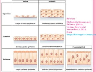 Source:
Biologydictionary.net
Editors. (2014).
Organ. Retrieved
November 4, 2014,
from
https://biologydictionary.ne
 