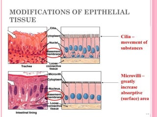 MODIFICATIONS OF EPITHELIAL
TISSUE
 
