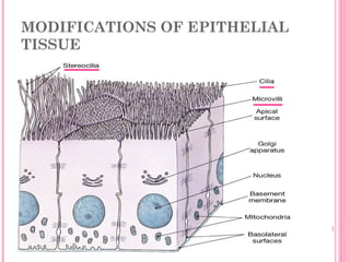 MODIFICATIONS OF EPITHELIAL
TISSUE
 