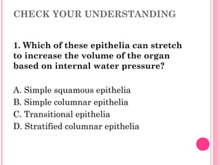 CHECK YOUR UNDERSTANDING
1. Which of these epithelia can stretch
to increase the volume of the organ
based on internal water pressure?
A. Simple squamous epithelia
B. Simple columnar epithelia
C. Transitional epithelia
D. Stratified columnar epithelia
 