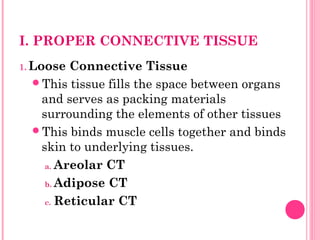 I. PROPER CONNECTIVE TISSUE
1. Loose Connective Tissue
This tissue fills the space between organs
and serves as packing materials
surrounding the elements of other tissues
This binds muscle cells together and binds
skin to underlying tissues.
a. Areolar CT
b. Adipose CT
c. Reticular CT
 