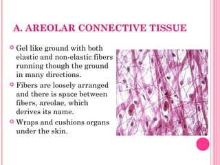A. AREOLAR CONNECTIVE TISSUE
 Gel like ground with both
elastic and non-elastic fibers
running though the ground
in many directions.
 Fibers are loosely arranged
and there is space between
fibers, areolae, which
derives its name.
 Wraps and cushions organs
under the skin.
 