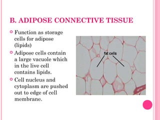 B. ADIPOSE CONNECTIVE TISSUE
 Function as storage
cells for adipose
(lipids)
 Adipose cells contain
a large vacuole which
in the live cell
contains lipids.
 Cell nucleus and
cytoplasm are pushed
out to edge of cell
membrane.
 