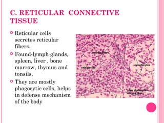C. RETICULAR CONNECTIVE
TISSUE
 Reticular cells
secretes reticular
fibers.
 Found-lymph glands,
spleen, liver , bone
marrow, thymus and
tonsils.
 They are mostly
phagocytic cells, helps
in defense mechanism
of the body
 