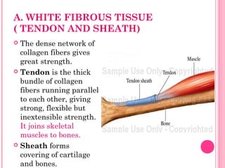 A. WHITE FIBROUS TISSUE
( TENDON AND SHEATH)
 The dense network of
collagen fibers gives
great strength.
 Tendon is the thick
bundle of collagen
fibers running parallel
to each other, giving
strong, flexible but
inextensible strength.
It joins skeletal
muscles to bones.
 Sheath forms
covering of cartilage
and bones.
 