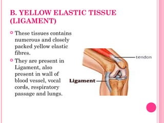B. YELLOW ELASTIC TISSUE
(LIGAMENT)
 These tissues contains
numerous and closely
packed yellow elastic
fibres.
 They are present in
Ligament, also
present in wall of
blood vessel, vocal
cords, respiratory
passage and lungs.
 