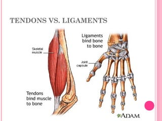 TENDONS VS. LIGAMENTS
 