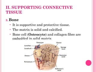 II. SUPPORTING CONNECTIVE
TISSUE
2. Bone
• It is supportive and protective tissue.
• The matrix is solid and calcified.
• Bone cell (Osteocyte) and collagen fibre are
embedded in solid matrix
 