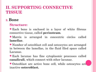 II. SUPPORTING CONNECTIVE
TISSUE
2. Bone
Structure:
Each bone is enclosed in a layer of white fibrous
connective tissue, called periosteum.
Matrix is arranged in concentric circles called
lamellae.
Number of osteoblast cell and osteocytes are arranged
in between the lamellae, in the fluid filed space called
Lacunae.
Each lacunae has fine cytoplasmic processes called
canaliculi, which connect with other lacunae.
Osteoblast are active bone cell, while osteocytes are
inactive osteroblast.
 