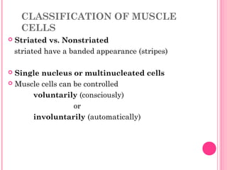 CLASSIFICATION OF MUSCLE
CELLS
 Striated vs. Nonstriated
striated have a banded appearance (stripes)
 Single nucleus or multinucleated cells
 Muscle cells can be controlled
voluntarily (consciously)
or
involuntarily (automatically)
 