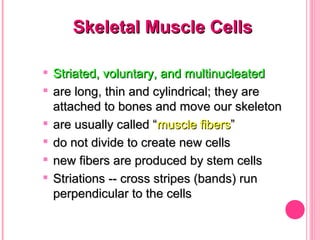 Skeletal Muscle CellsSkeletal Muscle Cells

Striated, voluntary, and multinucleatedStriated, voluntary, and multinucleated

are long, thin and cylindrical; they areare long, thin and cylindrical; they are
attached to bones and move our skeletonattached to bones and move our skeleton

are usually called “are usually called “muscle fibersmuscle fibers””

do not divide to create new cellsdo not divide to create new cells

new fibers are produced by stem cellsnew fibers are produced by stem cells

Striations -- cross stripes (bands) runStriations -- cross stripes (bands) run
perpendicular to the cellsperpendicular to the cells
 