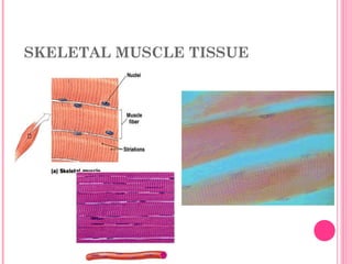 SKELETAL MUSCLE TISSUE
 
