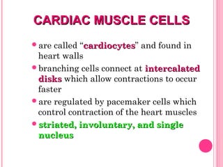 CARDIAC MUSCLE CELLSCARDIAC MUSCLE CELLS
are called “cardiocytescardiocytes” and found in
heart walls
branching cells connect at intercalatedintercalated
disksdisks which allow contractions to occur
faster
are regulated by pacemaker cells which
control contraction of the heart muscles
striated, involuntary, and singlestriated, involuntary, and single
nucleusnucleus
 