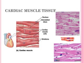 CARDIAC MUSCLE TISSUE
 