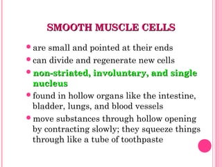 SMOOTH MUSCLE CELLSSMOOTH MUSCLE CELLS
are small and pointed at their ends
can divide and regenerate new cells
non-striated, involuntary, and singlenon-striated, involuntary, and single
nucleusnucleus
found in hollow organs like the intestine,
bladder, lungs, and blood vessels
move substances through hollow opening
by contracting slowly; they squeeze things
through like a tube of toothpaste
 