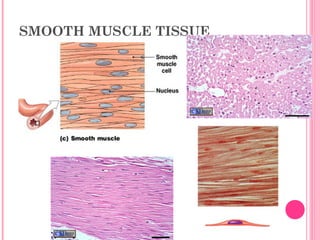 SMOOTH MUSCLE TISSUE
 