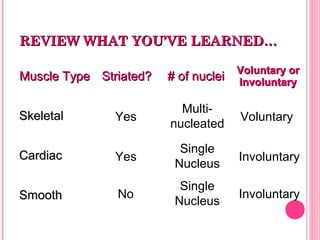 REVIEW WHAT YOU’VE LEARNED…REVIEW WHAT YOU’VE LEARNED…
Muscle TypeMuscle Type Striated?Striated? # of nuclei# of nuclei Voluntary orVoluntary or
InvoluntaryInvoluntary
SkeletalSkeletal
CardiacCardiac
SmoothSmooth
Yes
Yes
No
Single
Nucleus
Single
Nucleus
Multi-
nucleated
Voluntary
Involuntary
Involuntary
 