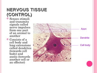 NERVOUS TISSUENERVOUS TISSUE
(CONTROL)(CONTROL)
 Senses stimuli
and transmits
signals called
nerve impulses
from one part
of an animal to
another
 Consists of a
cell body and
long extensions
called dendrites
(towards cell
body) and
axons (towards
another cell or
an effector)
Axon
Dendrite
Cell body
 