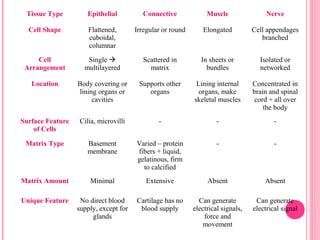 Tissue Type Epithelial Connective Muscle Nerve
Cell Shape Flattened,
cuboidal,
columnar
Irregular or round Elongated Cell appendages
branched
Cell
Arrangement
Single 
multilayered
Scattered in
matrix
In sheets or
bundles
Isolated or
networked
Location Body covering or
lining organs or
cavities
Supports other
organs
Lining internal
organs, make
skeletal muscles
Concentrated in
brain and spinal
cord + all over
the body
Surface Feature
of Cells
Cilia, microvilli - - -
Matrix Type Basement
membrane
Varied – protein
fibers + liquid,
gelatinous, firm
to calcified
- -
Matrix Amount Minimal Extensive Absent Absent
Unique Feature No direct blood
supply, except for
glands
Cartilage has no
blood supply
Can generate
electrical signals,
force and
movement
Can generate
electrical signal
 