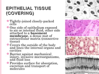 EPITHELIAL TISSUEEPITHELIAL TISSUE
(COVERING)(COVERING)
 Tightly-joined closely-packed
cells
 One side of epithelium exposed
to air or internal fluid, other side
attached to a basement
membrane, a dense mat of
extracellular matrix (connective
tissue)
 Covers the outside of the body
and lines the internal organs and
cavities
 Barrier against mechanical
injury, invasive microorganisms,
and fluid loss
 Provides surface for absorption,
excretion and transport of
molecules
 