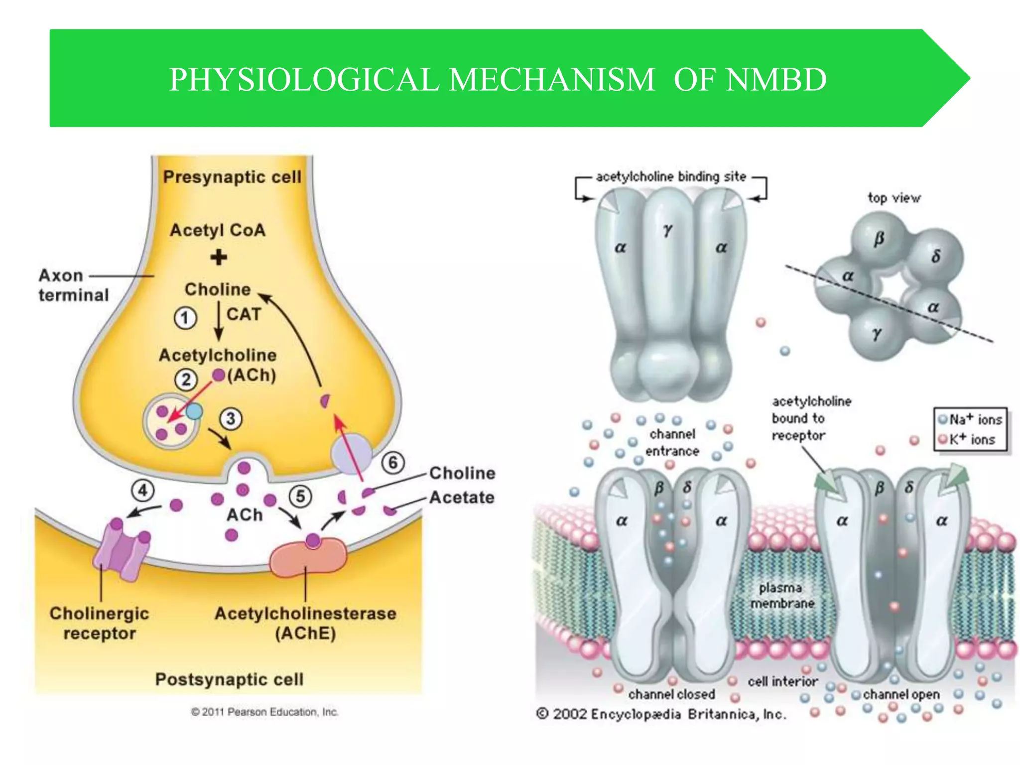 PHYSIOLOGICAL MECHANISM OF NMBD
 