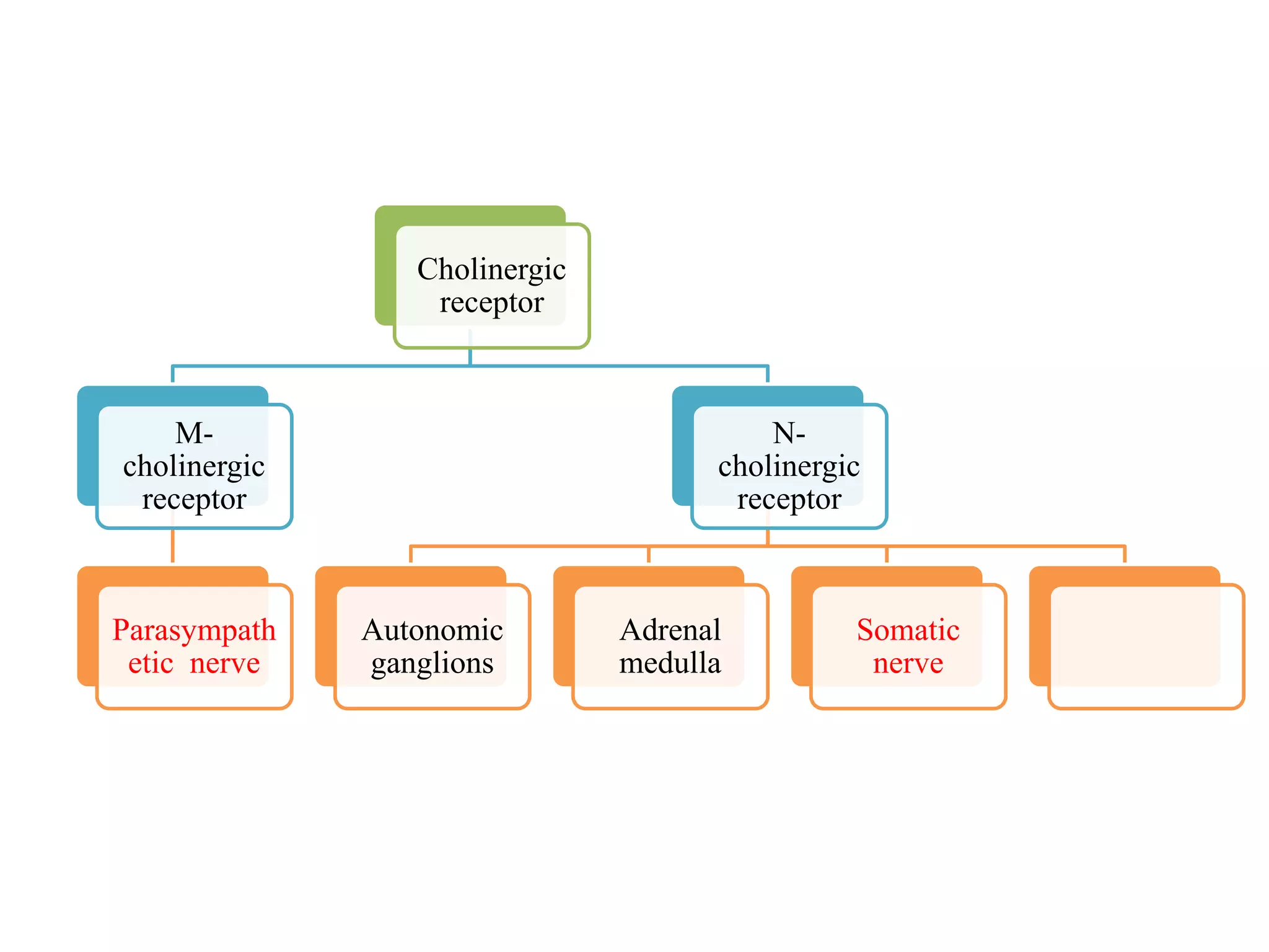 Cholinergic
receptor
M-
cholinergic
receptor
Parasympath
etic nerve
N-
cholinergic
receptor
Autonomic
ganglions
Adrenal
medulla
Somatic
nerve
 
