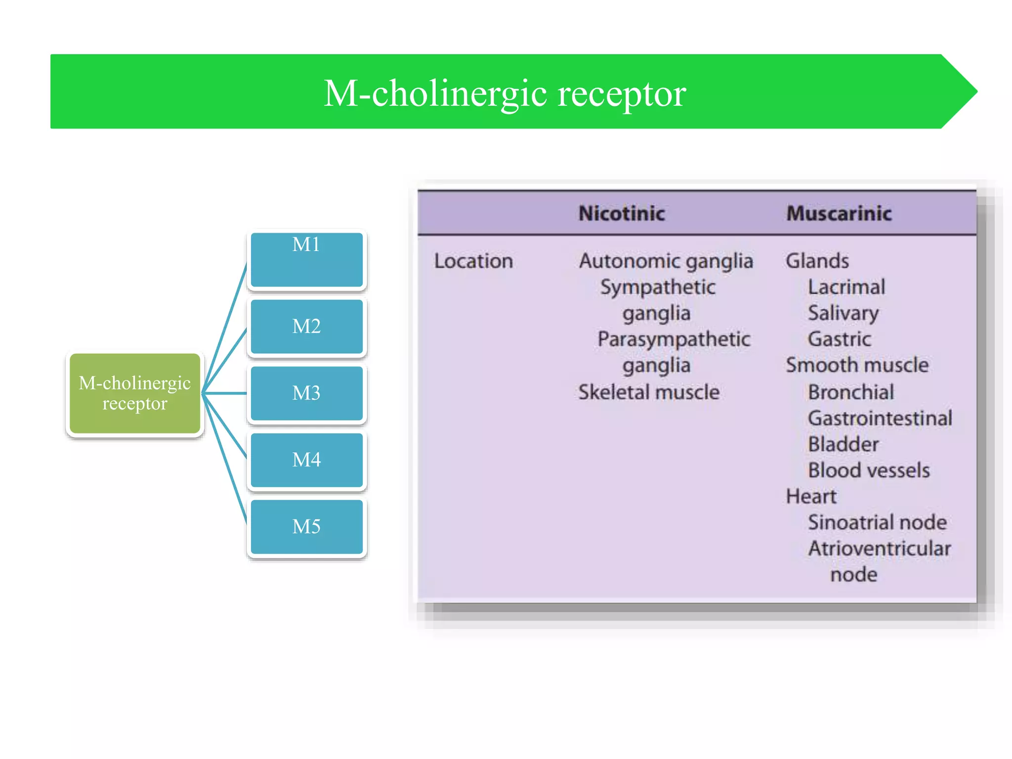 M-cholinergic
receptor
M1
M2
M3
M4
M5
M-cholinergic receptor
 