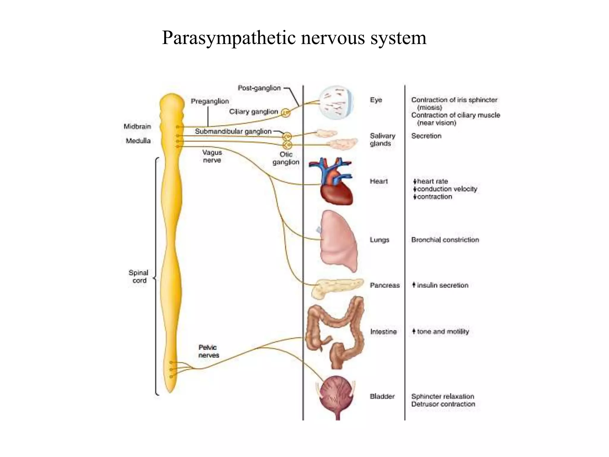 Parasympathetic nervous system
 