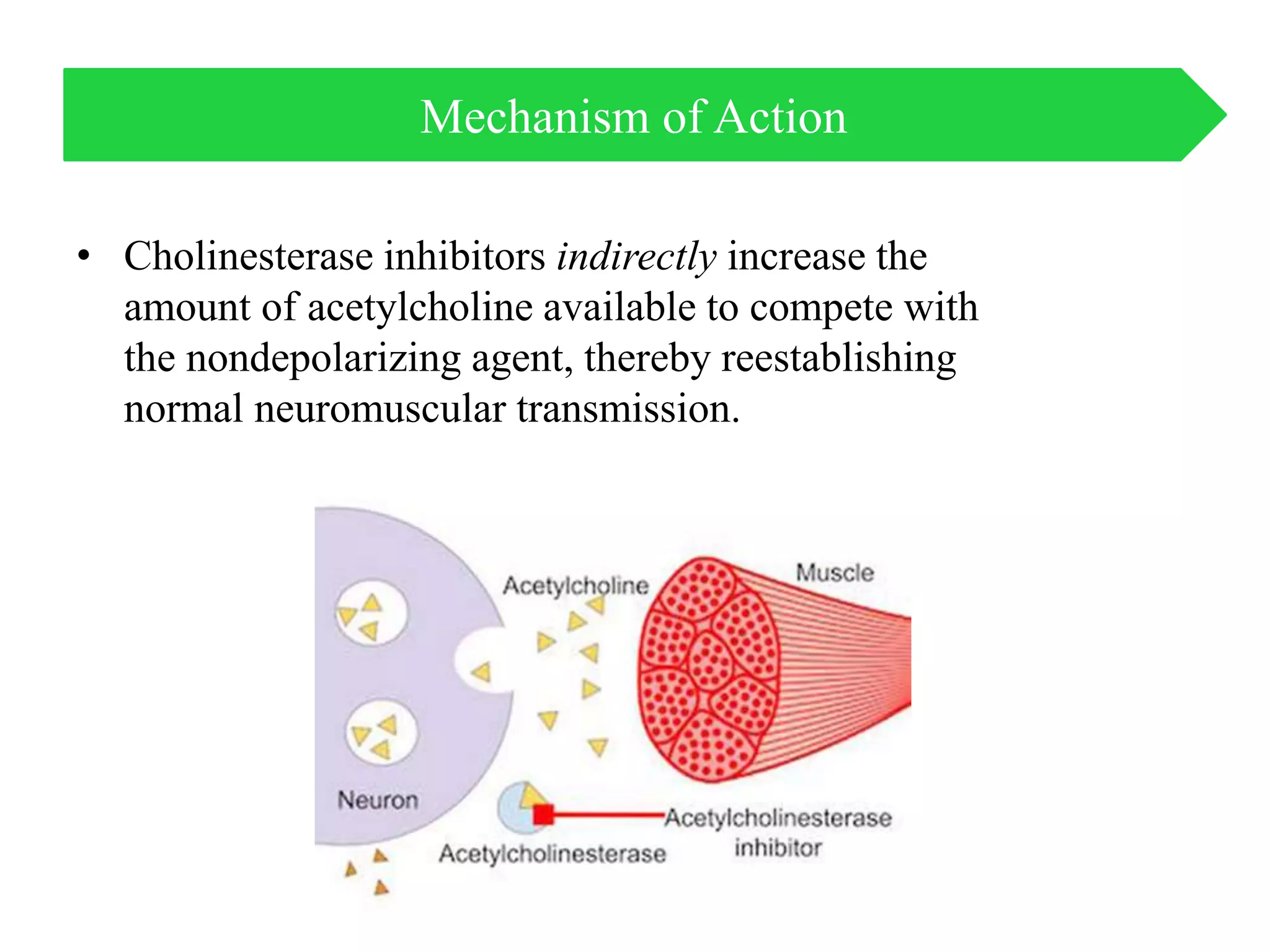 • Cholinesterase inhibitors indirectly increase the
amount of acetylcholine available to compete with
the nondepolarizing agent, thereby reestablishing
normal neuromuscular transmission.
Mechanism of Action
 