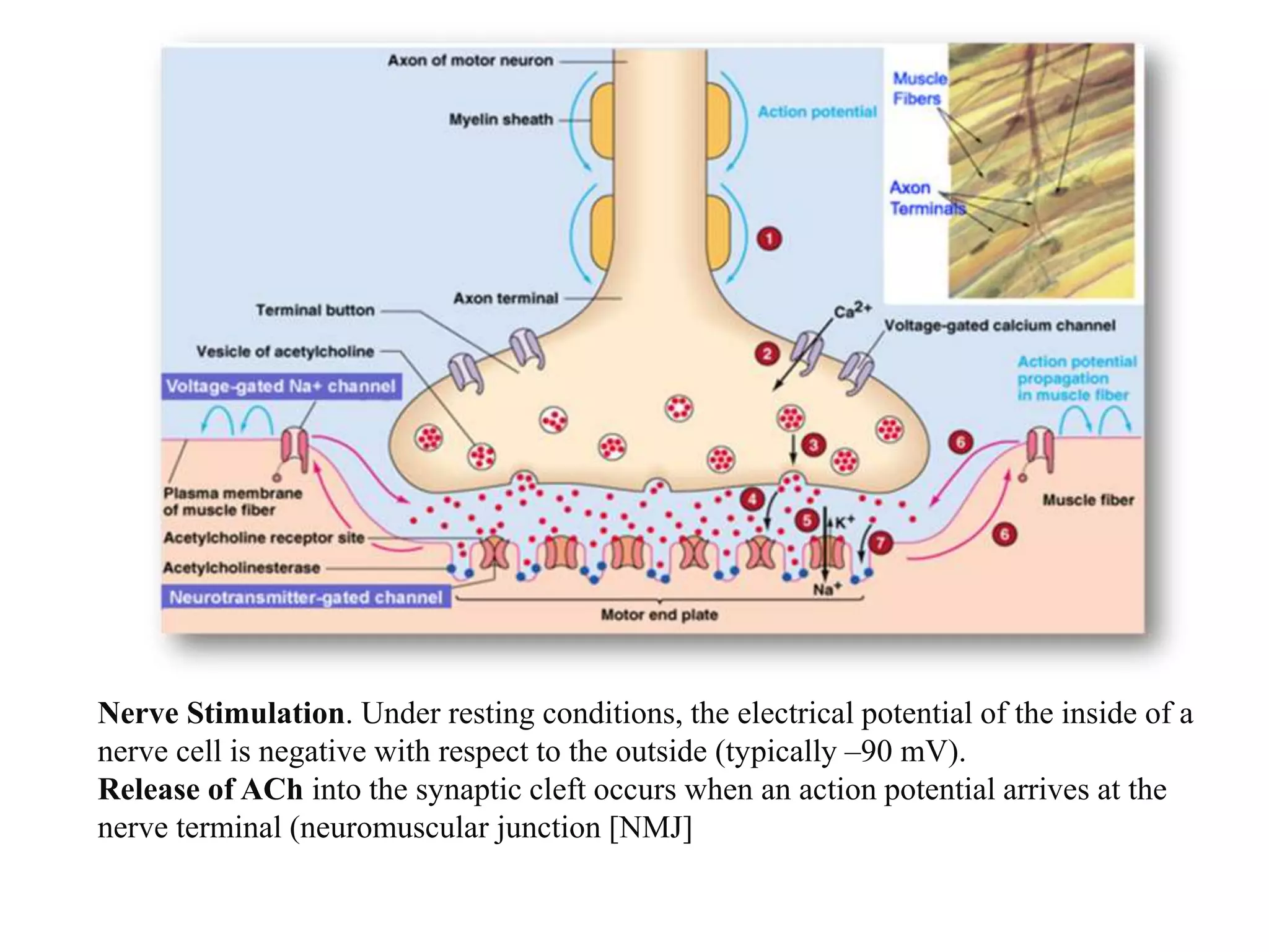 Nerve Stimulation. Under resting conditions, the electrical potential of the inside of a
nerve cell is negative with respect to the outside (typically –90 mV).
Release of ACh into the synaptic cleft occurs when an action potential arrives at the
nerve terminal (neuromuscular junction [NMJ]
 