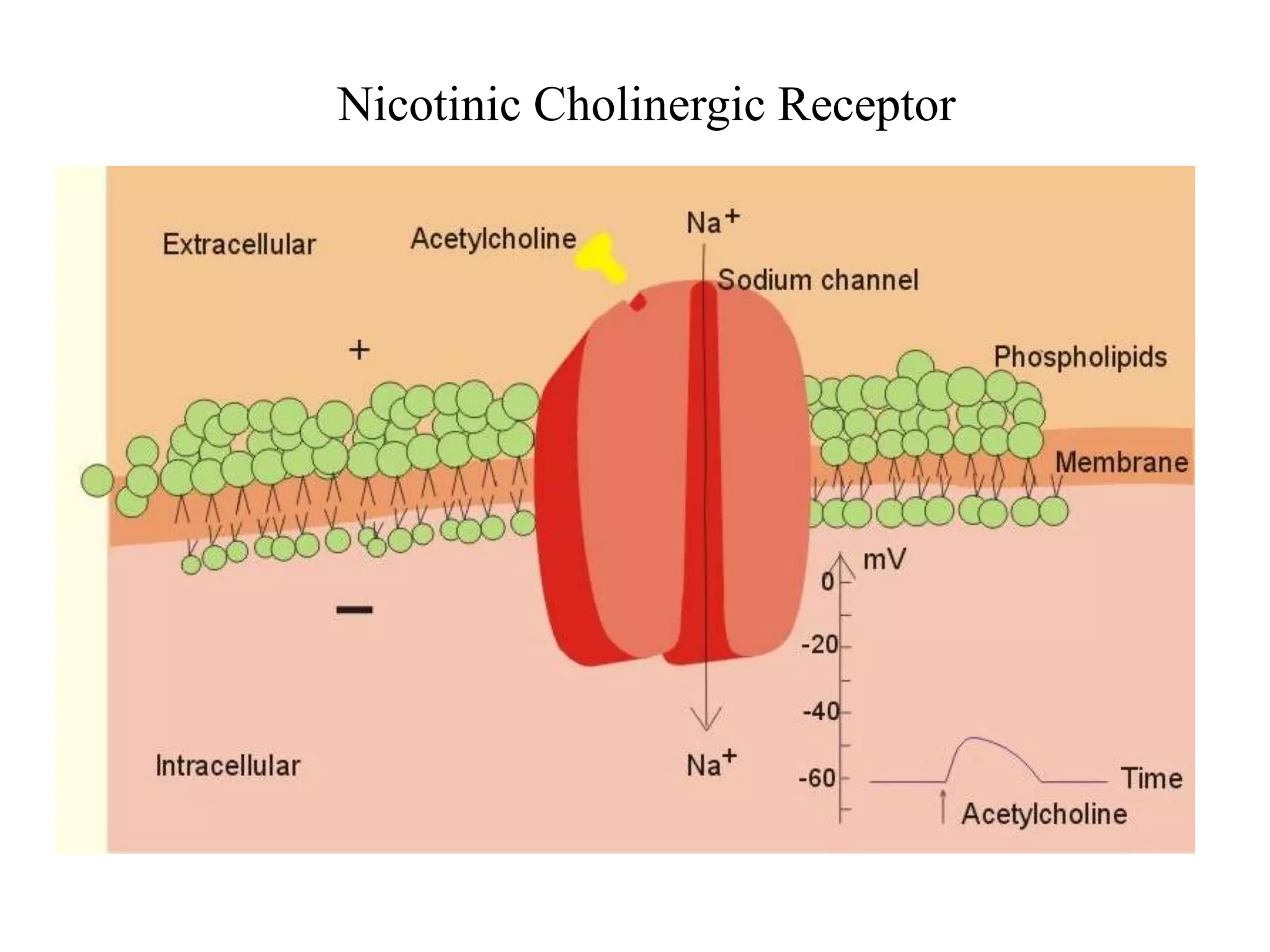 Nicotinic Cholinergic Receptor
 