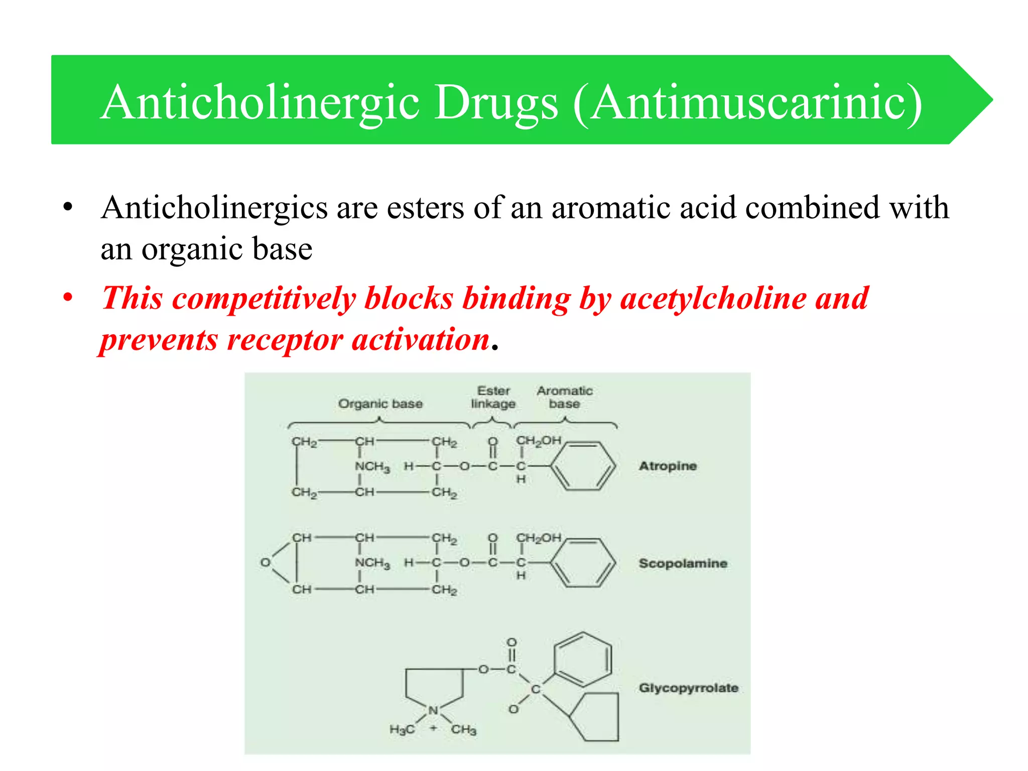 • Anticholinergics are esters of an aromatic acid combined with
an organic base
• This competitively blocks binding by acetylcholine and
prevents receptor activation.
Anticholinergic Drugs (Antimuscarinic)
 
