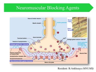 Resident: B.Ankhzaya (MNUMS)
Neuromuscular Blocking Agents
 