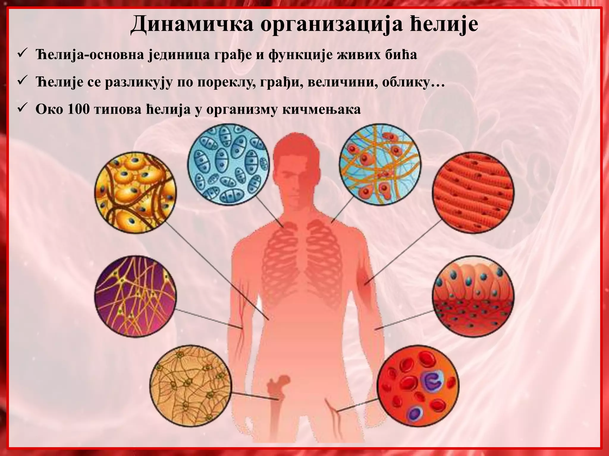 4. Dinamicka organizacija celije | PPT