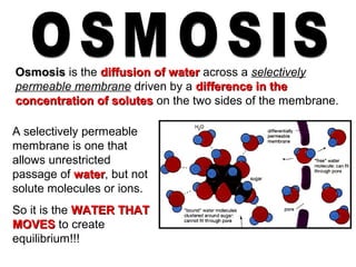 OsmosisOsmosis is the diffusiondiffusion of waterof water across a selectively
permeable membrane driven by a difference in thedifference in the
concentration of solutesconcentration of solutes on the two sides of the membrane.
A selectively permeable
membrane is one that
allows unrestricted
passage of waterwater, but not
solute molecules or ions.
So it is the WATER THATWATER THAT
MOVESMOVES to create
equilibrium!!!
 