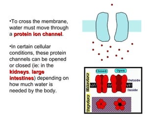 •To cross the membrane,
water must move through
a protein ion channelprotein ion channel.
•In certain cellular
conditions, these protein
channels can be opened
or closed (ie: in the
kidneyskidneys, largelarge
intestinesintestines) depending on
how much water is
needed by the body.
 