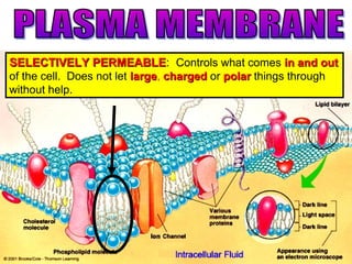 SELECTIVELY PERMEABLESELECTIVELY PERMEABLE: Controls what comes in and outin and out
of the cell. Does not let largelarge, chargedcharged or polarpolar things through
without help.
 