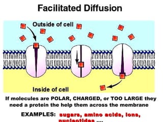 If molecules are POLAR, CHARGED, or TOO LARGE they
need a protein the help them across the membrane
EXAMPLES: sugars, amino acids, ions,sugars, amino acids, ions,
 