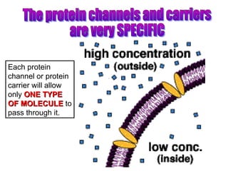 Each protein
channel or protein
carrier will allow
only ONE TYPEONE TYPE
OF MOLECULEOF MOLECULE to
pass through it.
 