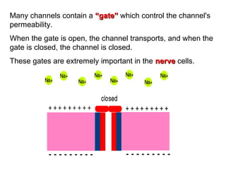 Many channels contain a “gate”“gate” which control the channel's
permeability.
When the gate is open, the channel transports, and when the
gate is closed, the channel is closed.
These gates are extremely important in the nervenerve cells.
 