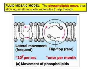 FLUID MOSAIC MODELFLUID MOSAIC MODEL: The phospholipids movephospholipids move, thus
allowing small non-polar molecules to slip through.
 