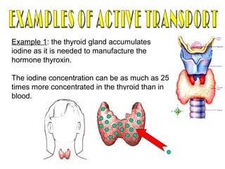 Example 1: the thyroid gland accumulates
iodine as it is needed to manufacture the
hormone thyroxin.
The iodine concentration can be as much as 25
times more concentrated in the thyroid than in
blood.
 