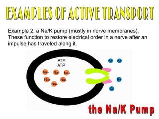 Example 2: a Na/K pump (mostly in nerve membranes).
These function to restore electrical order in a nerve after an
impulse has traveled along it.
 