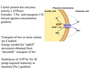 Carrier protein has enzymes
activity ( ATPase)
Extrudes 3 Na+
and transports 2 K+
inward against concentration
gradient.
Transport of two or more solutes
are Coupled .
Energy needed for “uphill”
movement obtained from
“downhill” transport of Na+
.
Hydrolysis of ATP by Na+
/K+
pump required indirectly to
maintain [Na+
] gradient.
 