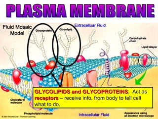GLYCOLIPIDS and GLYCOPROTEINSGLYCOLIPIDS and GLYCOPROTEINS: Act as
receptorsreceptors – receive info. from body to tell cell
what to do.
 