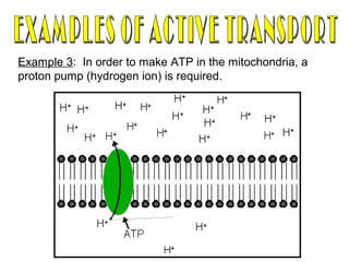 Example 3: In order to make ATP in the mitochondria, a
proton pump (hydrogen ion) is required.
 