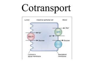 Cotransport
 