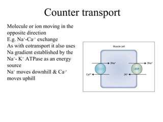Counter transport
Molecule or ion moving in the
opposite direction
E.g. Na+
-Ca2+
exchange
As with cotransport it also uses
Na gradient established by the
Na+
- K+
ATPase as an energy
source
Na+
moves downhill & Ca2+
moves uphill
 